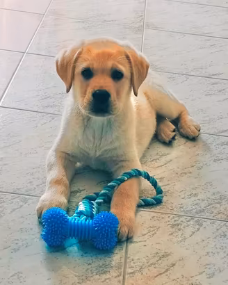 Cuccioli Labrador Biondi 5 mesi disponibili