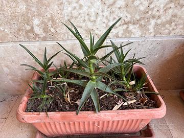 Composizione  Aloe Arborescens in grande fioriera