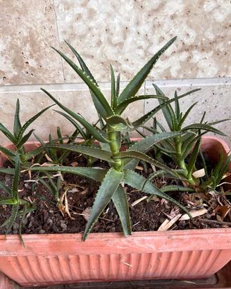 Composizione  Aloe Arborescens in grande fioriera
