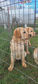 Cucciole Labrador con pedigree