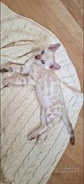 Cuccioli Bengala