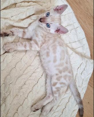 Cuccioli Bengala