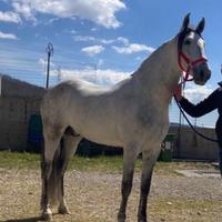 Cavallo spagnolo/lusitano