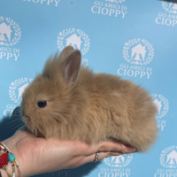 Conigli testa di leone