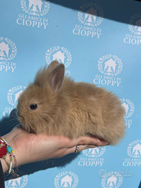 Conigli testa di leone