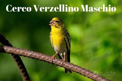 Verzellino Maschio