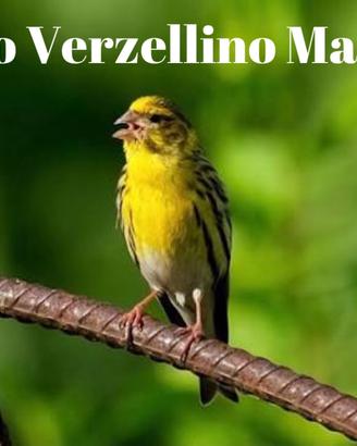 Verzellino Maschio