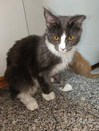 Maine coon