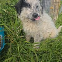 Cucciolo in adozione