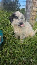 Cucciolo in adozione