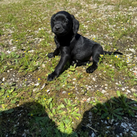 Cani da tartufo Grifo nero della Valnerina