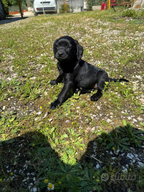 Cani da tartufo Grifo nero della Valnerina