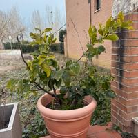 Pianta di limone
