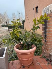 Pianta di limone