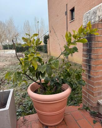 Pianta di limone