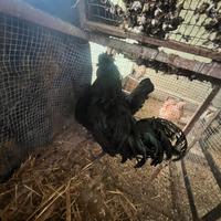 Galline cemani