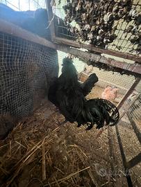 Galline cemani