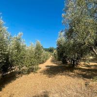 Terreno con oliveto e frutteto