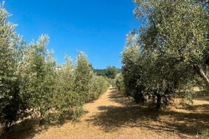 Terreno con oliveto e frutteto
