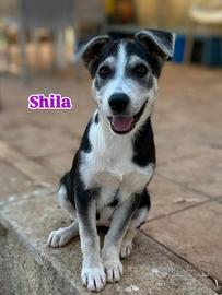 Shila, 3 mesi