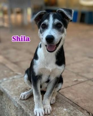 Shila, 3 mesi