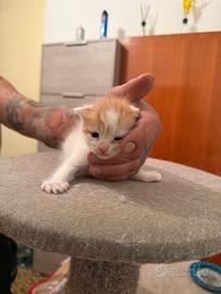 Gatto europeo incrocio