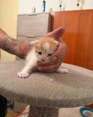Gatto europeo incrocio