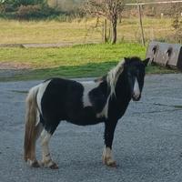 Pony