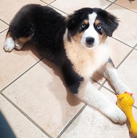 Cuccioli pastore Australiano