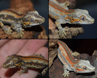 Gechi gargoyle (auriculatus)