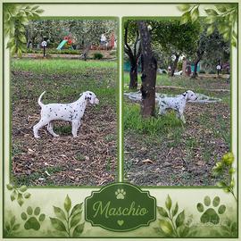 Dalmata con pedigree