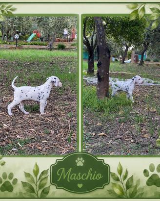 Dalmata con pedigree