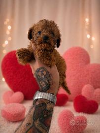 Cuccioli barboncino toy