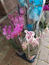 Orchidee Phalaenopsis 