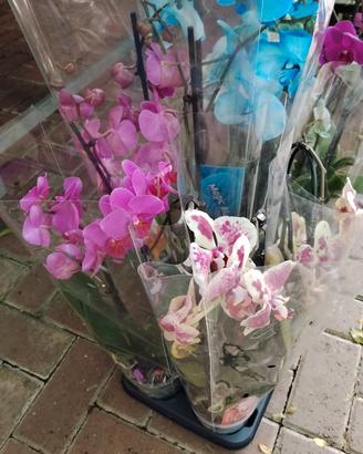 Orchidee Phalaenopsis 