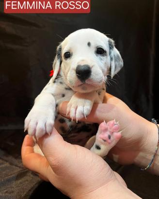 CUCCIOLI DALMATA Pedigree