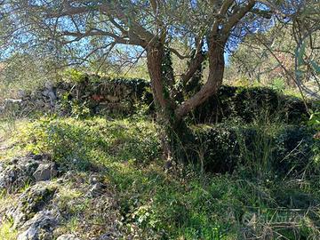 Terreno - Piedimonte Etneo