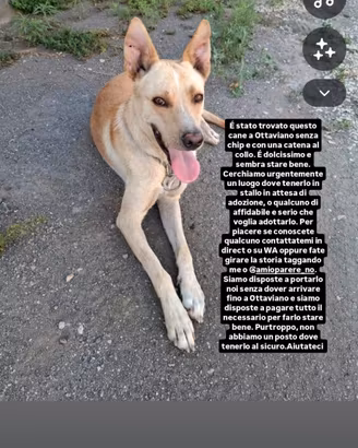 in adozione 