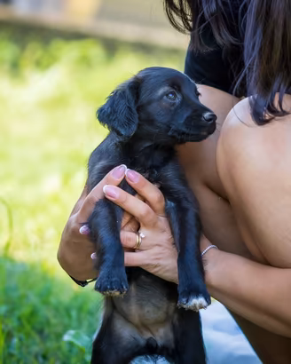 Cucciola Chihuahua Volpino italiano