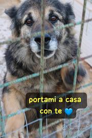 Argo e' un pastorino di 8 anni anche lui in canile