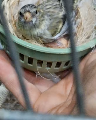 Lucherini europei agata