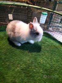 Coniglio Testa di Leone