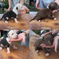 Cuccioli di pitbull