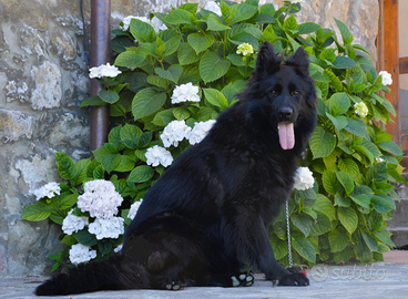 Cucciola pastore tedesco a pelo lungo nero con ped