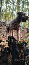 Lagotto per accoppiamento