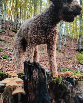 Lagotto per accoppiamento