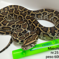 Maschio nr.25 Pitone Moluro Bivittatus