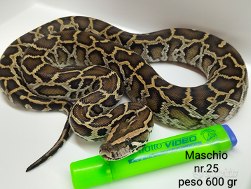 Maschio nr.25 Pitone Moluro Bivittatus