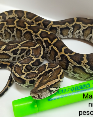 Maschio nr.25 Pitone Moluro Bivittatus