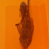 Ancistrus o pesce pulitore